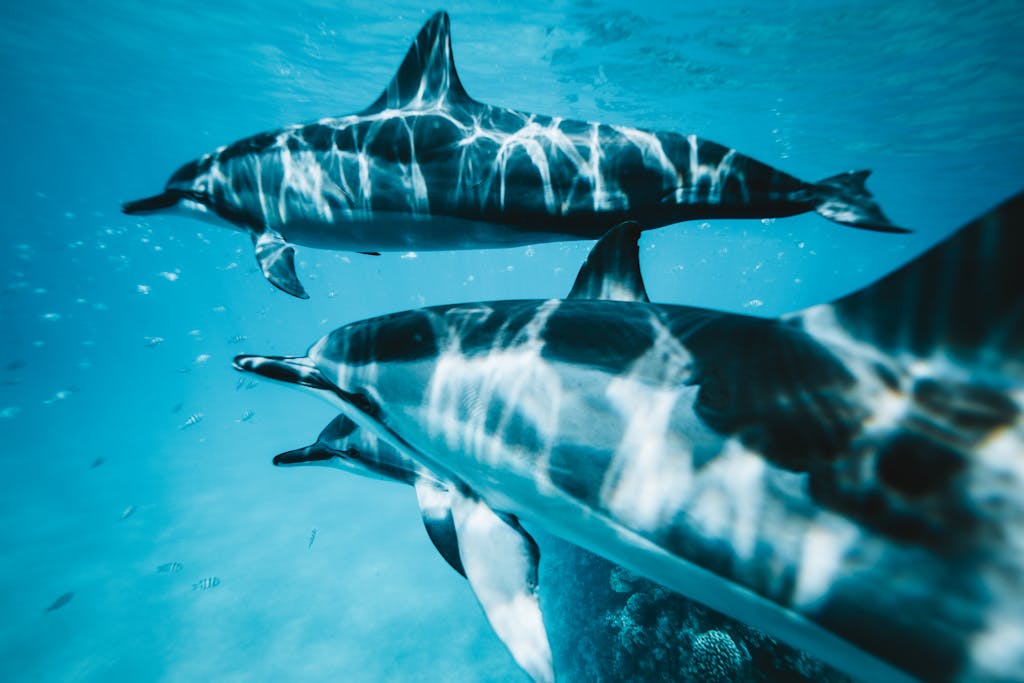 Group of dolphins swimming gracefully underwater in a clear ocean setting.